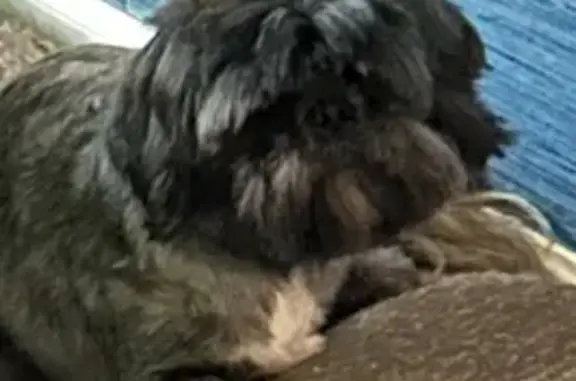 Lost Shih Tzu: Help Find Our Furry Friend!