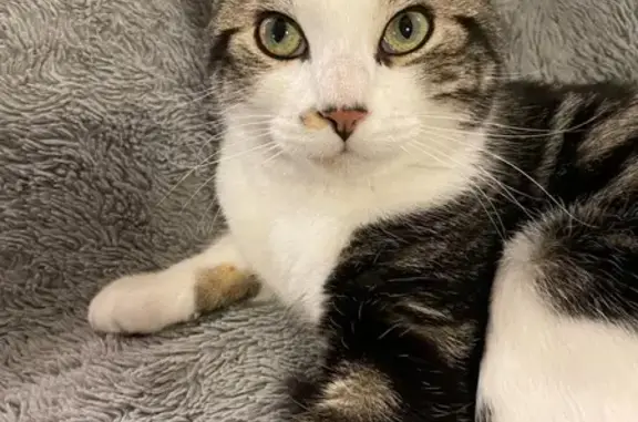 Chat perdu, Malemort-sur-Corrèze, photo: Chat perdu : mâle noir gris et blanc, 7 mois