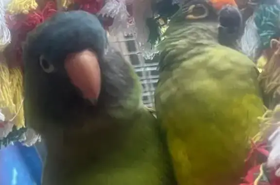 Lost Conures in Brighton East - Help!