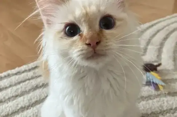 Chat perdu, Veigy-Foncenex, photo: Chatte blanche et rousse disparue