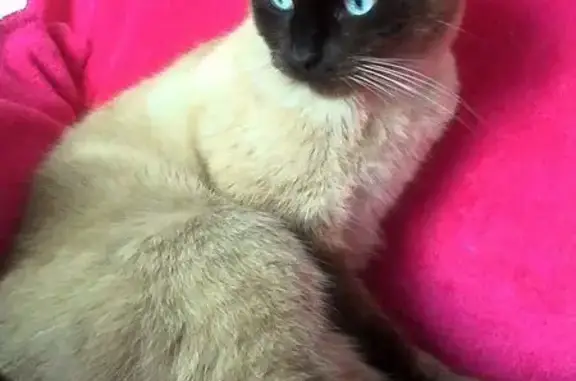 Animaux perdus Pornic, photo: Chat siamois 11 ans perdu à Pornic