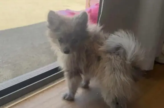 Lost Pomeranian Merle Puppy: Waterloo Ave