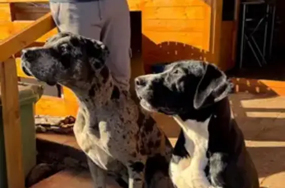 ¡Perros Perdidos! Gran Danés y Mestiza en Nules