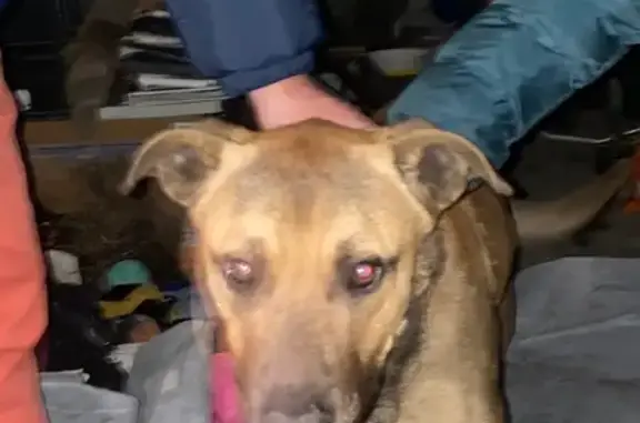 Chien mâle berger fauve trouvé errant - photo