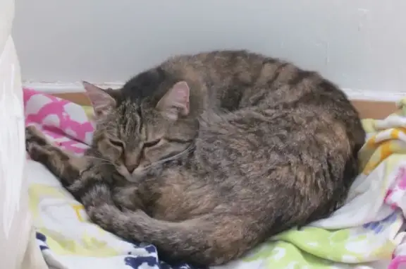 Chat trouvé Carquefou, photo: Chat tigré gris perdu à Carquefou