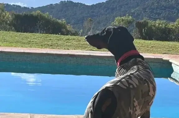 ¡Ayuda! Perro perdido en Marbella, urgente