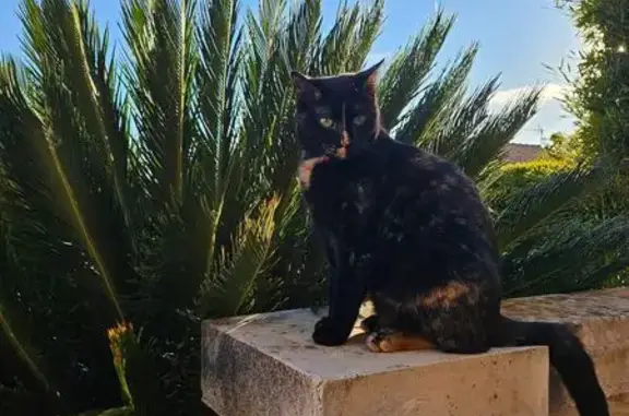 Chat perdu à Cassis, pucé et stérilisé - photo