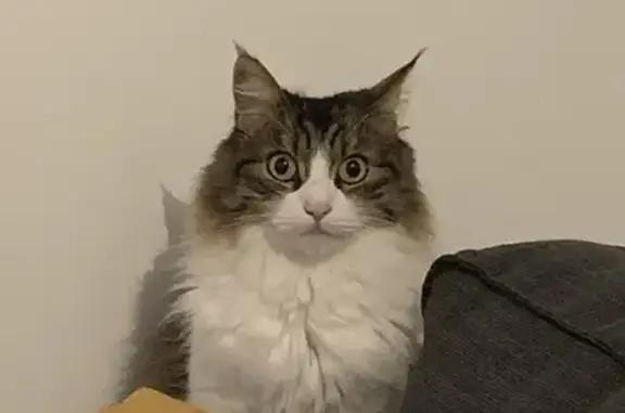 Chat européen perdu, rue Jeanne Quemard - photo