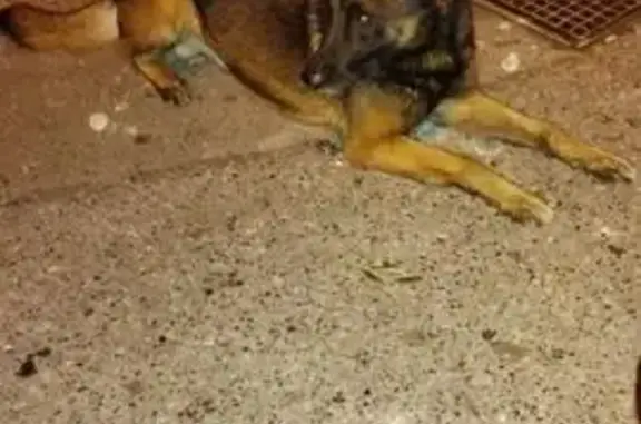 Malinois trouvé sur Route de Bellet, Nice - photo