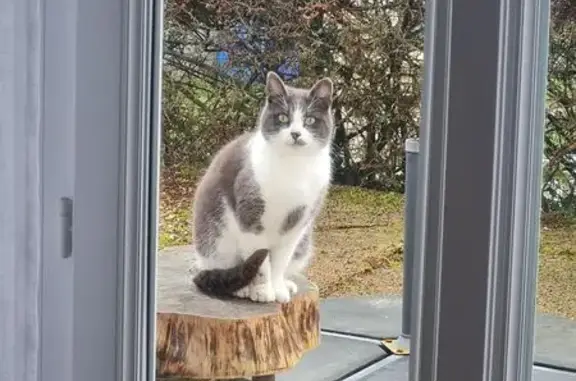 Animaux trouvés Serquigny, photo: Chat trouvé Rue d'Île de France, Serquigny
