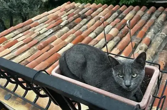 Chat gris Sven perdu, Chemin du Riou - photo