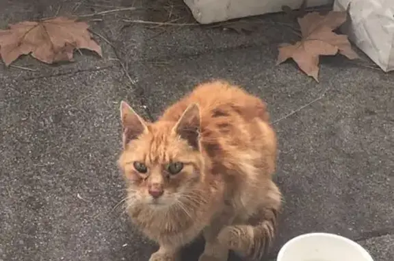 Chat roux trouvé, non pucé, maigre et craintif - photo