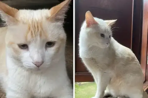 Gato Desaparecido na Região Oceânica