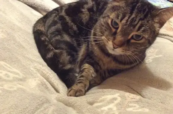Animaux perdus Moissy-Cramayel, photo: Chat tigré brun perdu à Moissy-Cramayel