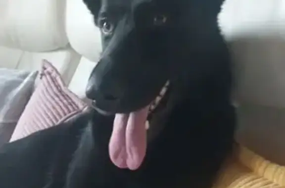 Animaux trouvés , photo: Chienne noire gestante trouvée à Magny-Montarlot