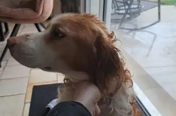 Chien trouvé Nieul-le-Dolent, photo: Épagneul breton mâle trouvé à Nieul-le-Dolent