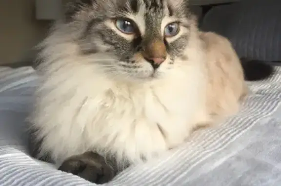 Lost Ragdoll Cat: West 90th St, OP