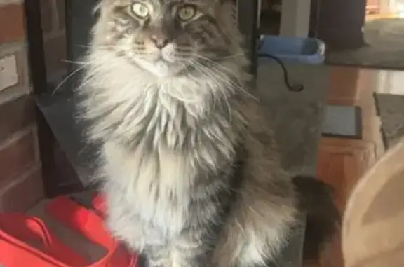 Missing: 3-Year-Old Tabby Maine Coon