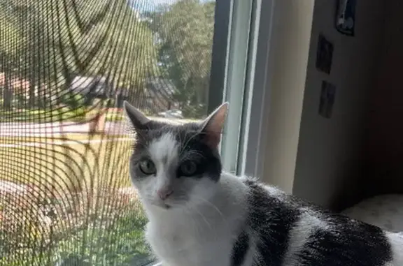 Lost Cat: White & Gray, Longwood Area