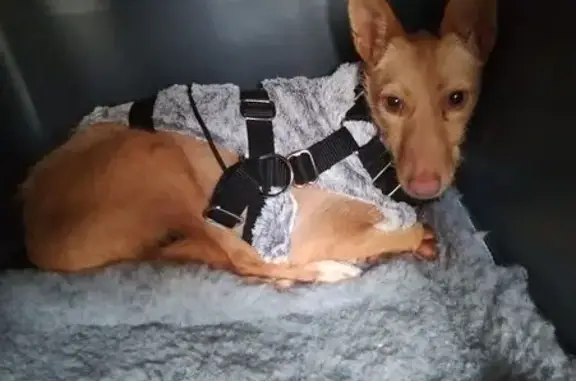 Chienne podenco perdue à Oissel - photo