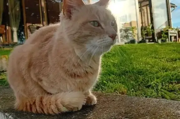 Gipsie, chatte beige perdue à Doyet - photo