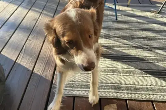 Found: Mellow Red Aussie Shepherd, Talent