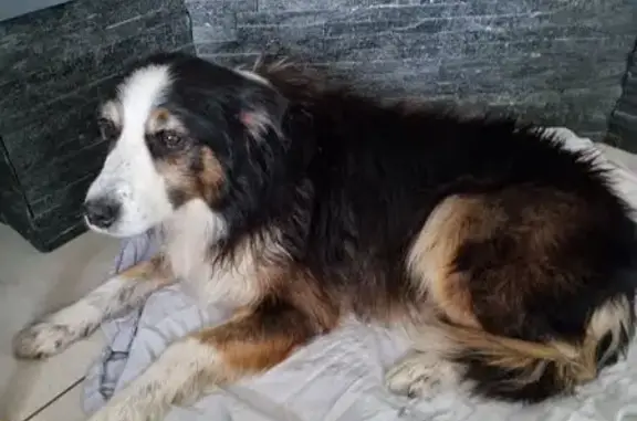 Chien trouvé Mésanger, photo: Chien tricolore trouvé à Mésanger