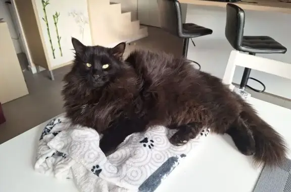 Chat noir disparu à Brindas - photo