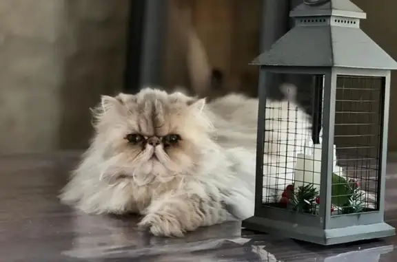 Animaux perdus , photo: Chatte persanne disparue à Yzeures-sur-Creuse