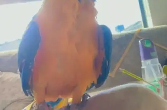 Lost Macaw: Last Seen at Heisler Park