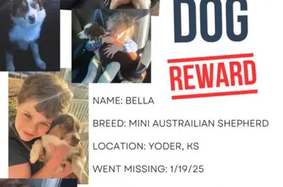 Lost Mini Aussie: Red/Brown, Last Seen 1/20