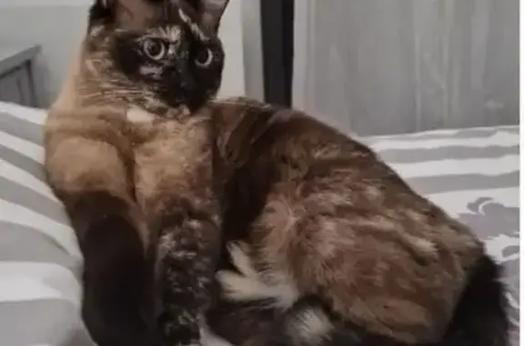 Chat trouvé , photo: Chatte d'appartement disparue à Saclay