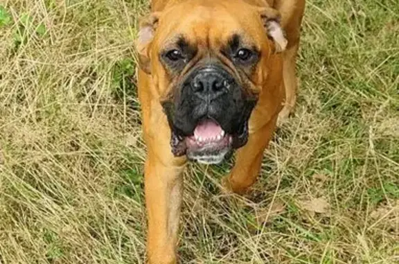 Boxer fauve perdu à Lafox - photo