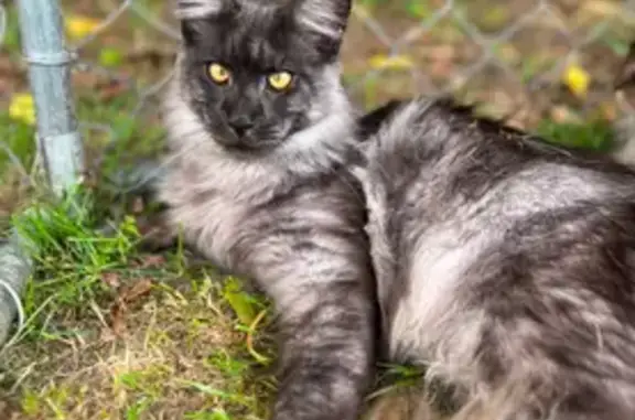 Lost: Black Smoke Maine Coon in Groton