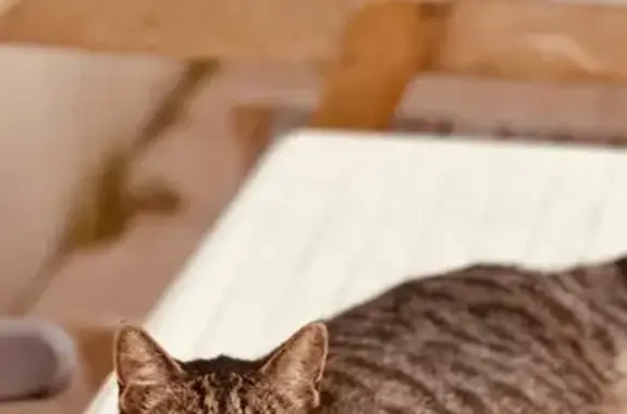 Animaux perdus Saint-Coulomb, photo: Chat mâle européen disparu à Saint-Coulomb