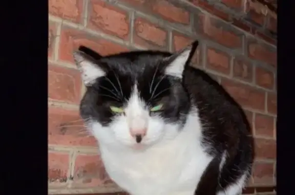 Animaux perdus Jeumont, photo: Chatte perdue: Princesse, noire et blanche