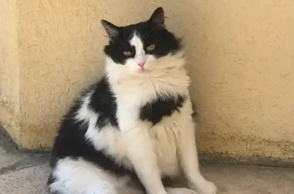 Chat perdu, Mandelieu-la-Napoule, photo: Chat noir et blanc perdu à Mandelieu