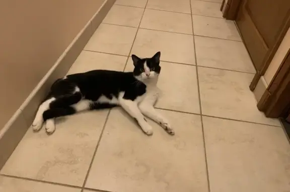 Chat mâle noir et blanc trouvé à Chanoy - photo