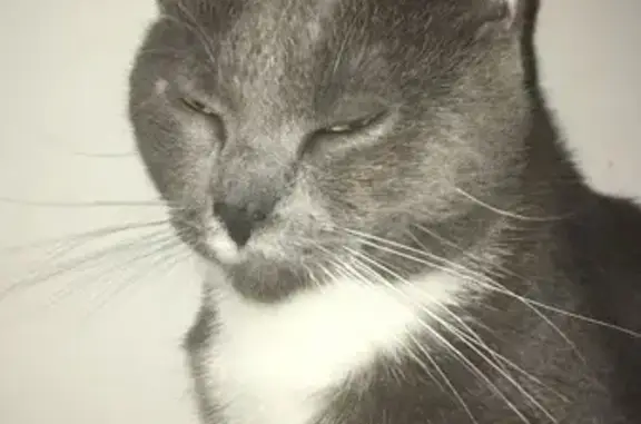 Animaux perdus La Chapelle-Heulin, photo: Chat gris et blanc perdu à La Chapelle-Heulin