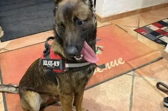 Chien malinois mâle trouvé à Vence - photo
