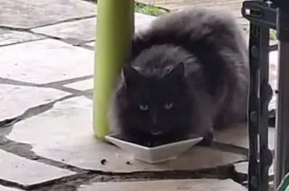 Chat adulte gris foncé trouvé, Coteaux-du-Blanzacais - photo