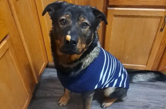 Lost Male Rottweiler Mix: Chapo in Indy