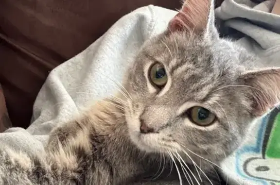 Friendly 3-Legged Grey Tabby Found!