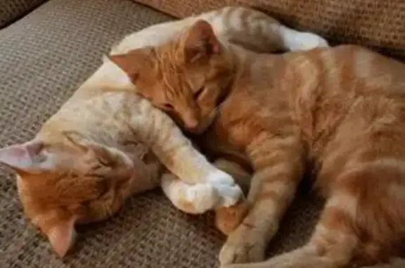 Lost Orange Tabby Cat in Seminole Woods