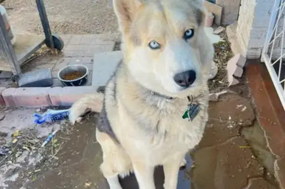 Lost Siberian Husky on Culley St, Vegas