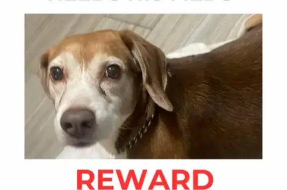 Lost Senior Beagle Needs Meds - NYC