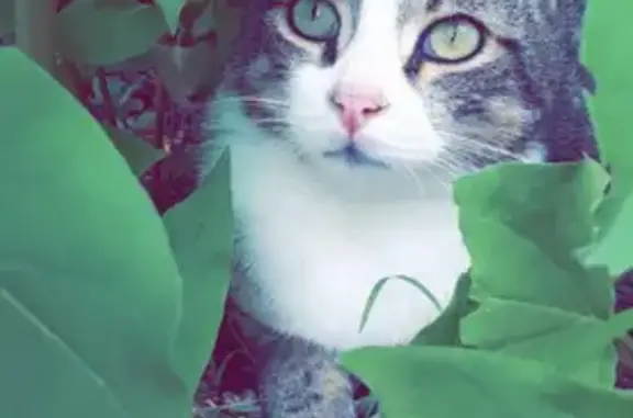 Chat perdu, Garchizy, photo: Chat tigré mâle perdu à Garchizy