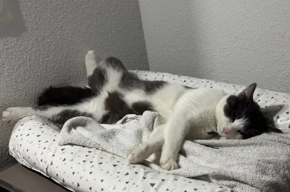 Chat perdu à Haguenau : Poopi, collier bleu - photo