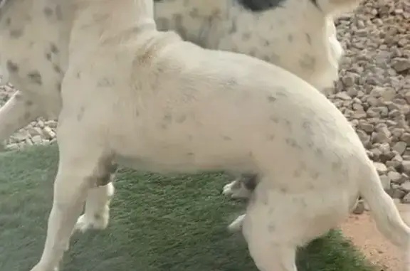 Perros perdidos, , foto: ¡Ayuda! Perro perdido en Santa Maria del Camí