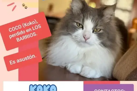 ¡Ayuda! Gato Blanco y Gris Perdido